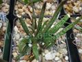 Aloe albiflora